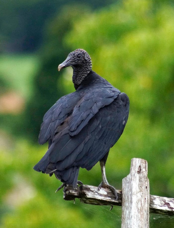 Stunning close-up of a black vulture perched on a wooden branch against a blurred green background.