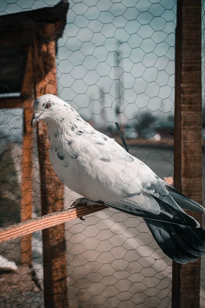 A detailed close-up of a white pigeon resting on a wooden beam behind a net fence.