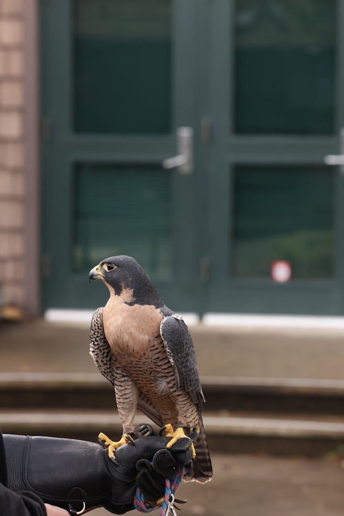 Peregrine falcon perched on a human hand with a glove, showcasing wildlife interaction.