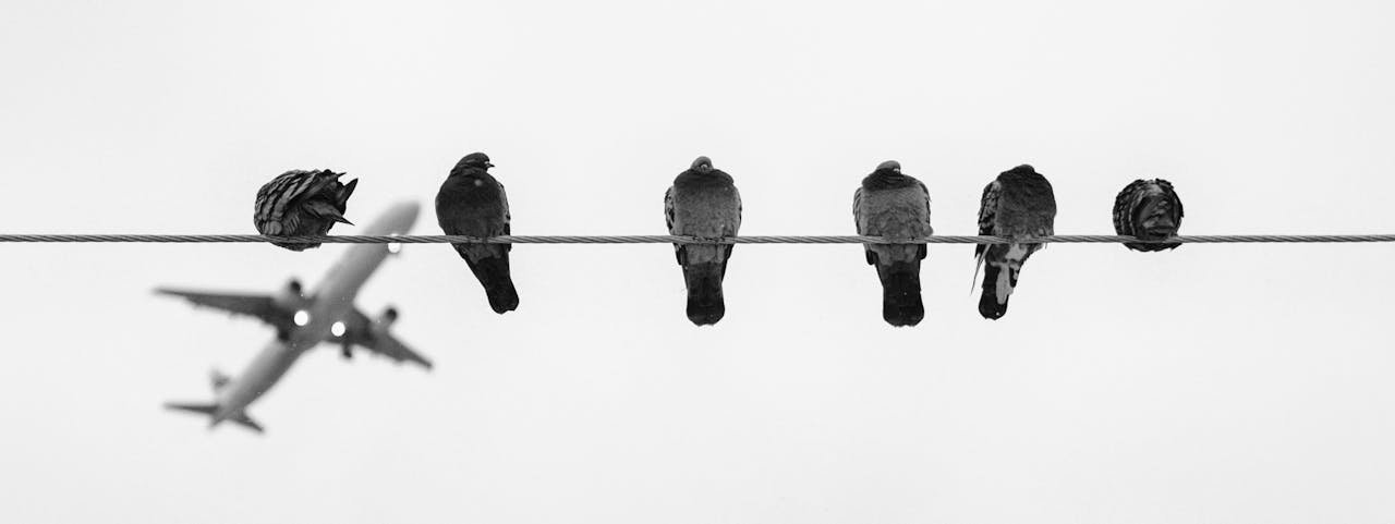 Silhouette of pigeons on a wire with an airplane in the background.