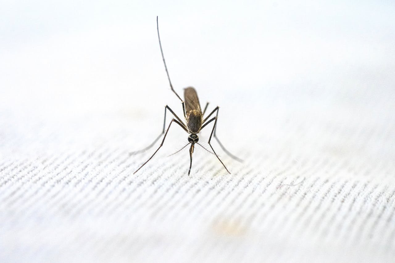 Detailed close-up of a mosquito standing on a textured white surface.