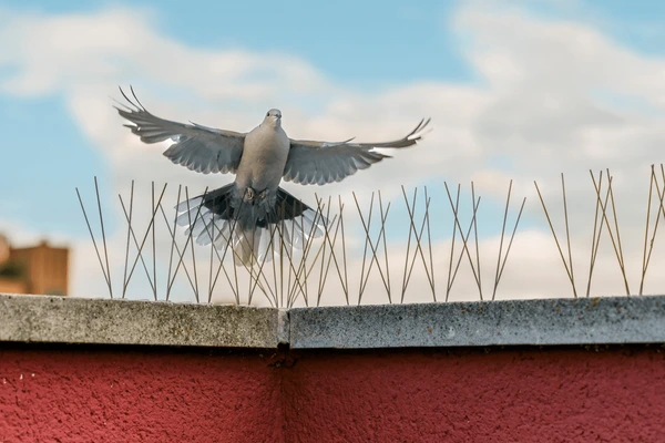 spikes hedgehogs steel protection urban 600nw 2279612379